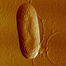 Бактерия из рода Pseudomonas
