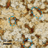 AFM topography phase of the surface of LiCoO2 cathodes from the used battery