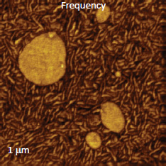 Atomic Force Microscopy, Frequency image of PS/LDPE blend