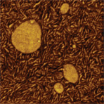 Комплексная композиционная визуализация гетерогенных материалов с применением атомно-силовой микроскопии
